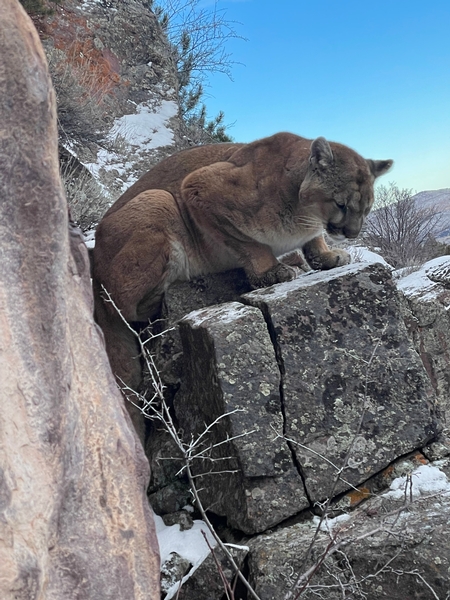 Northeastern Utah Mountain Lion Hunting